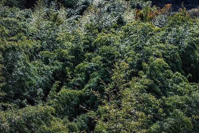 札幌市西区平和　山の中の原野(山林)をお引取り(譲り受け)させていただきました。