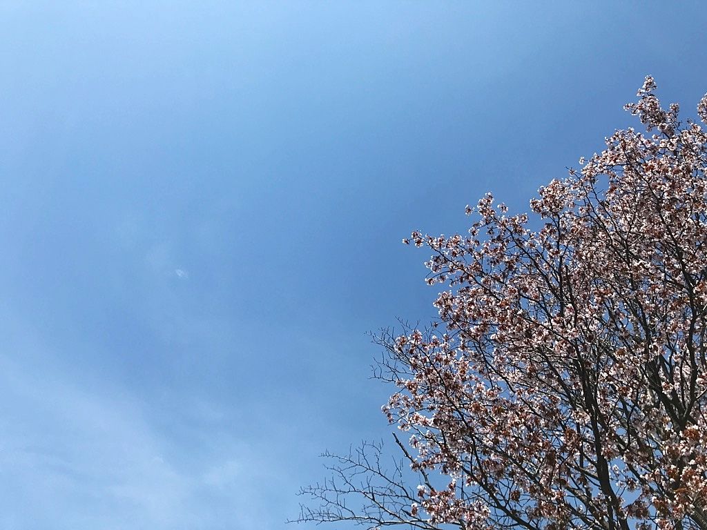 GWといえば桜