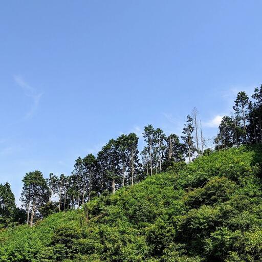 山林傾斜地