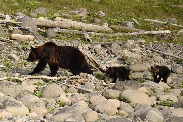 ヒグマに注意！恵庭市近郊でもヒグマの目撃情報がでています。